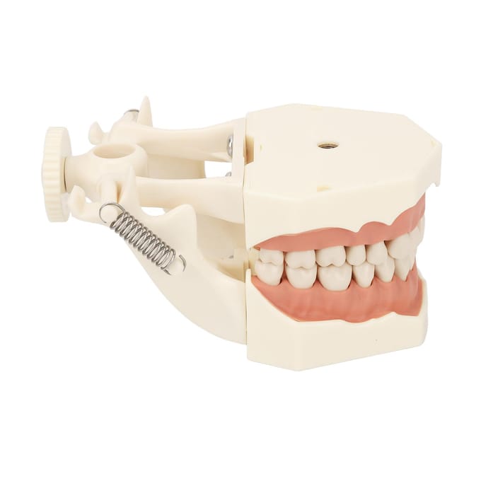 32 Tanden Model Zacht Tandvlees Schroef Vast Zelfstudie Training Onderzoek Tandheelkundig Tand Model Model beige