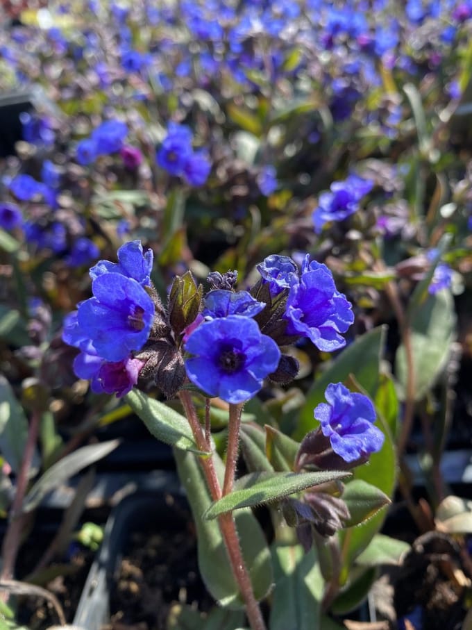 6 x Pulmonaria 'Blue Ensign' - Longkruid - P9 Pot (9 x 9cm) - Dima Vaste Planten