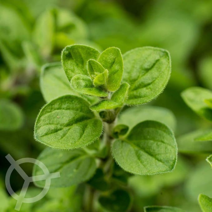Oregano (Wilde Marjolein) zaden biologisch 0.1 g