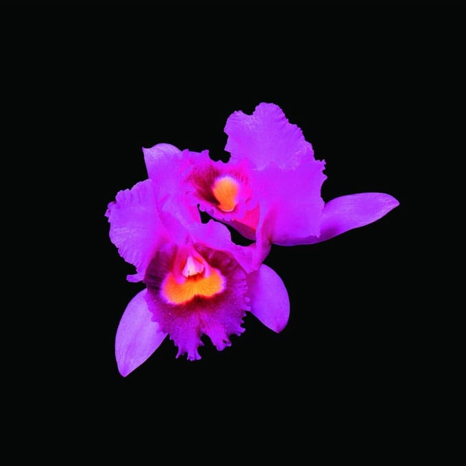 Opeth CD - Orchid - voor Geen - standaard