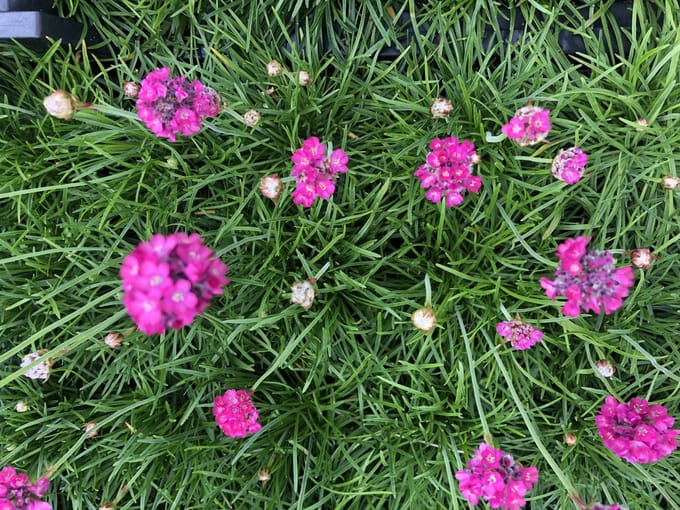 6x Engels gras - Armeria maritima 'Splendens' | 9x9 cm pot