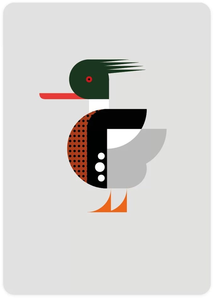 Postcard with Red-Breasted Merganser