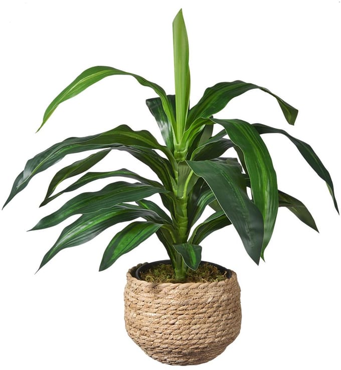 Kunstplant Dracaena fragans H60cm in mand naturel – HTT Decorations kunstplanten