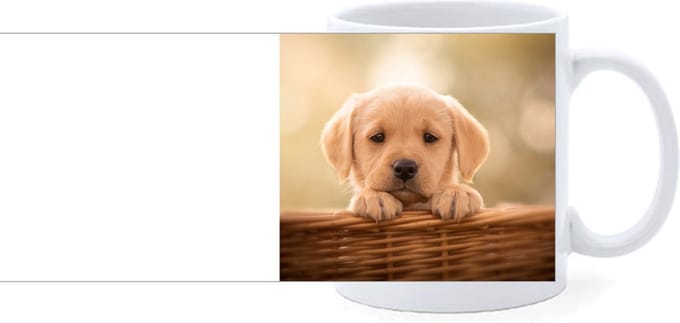 Beker - Golden Retreiver Pup Mand