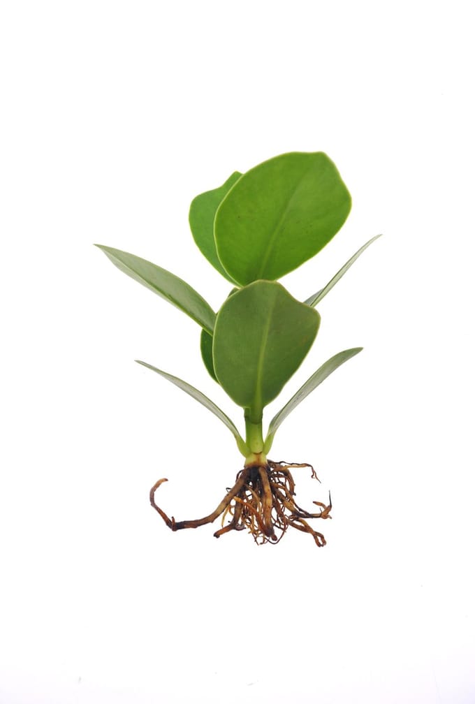 Intenz | Stekje in water | Refill small | Clusia rosea Princess | 12cm