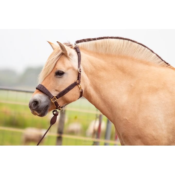 Leren halster voor paarden Edix Saddles Kaily