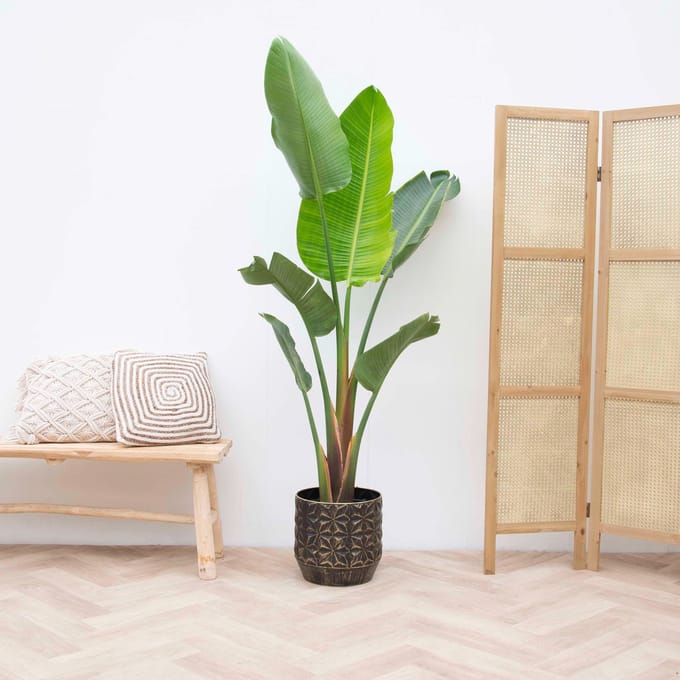 Strelitzia Augusta - 210cm - ⌀30