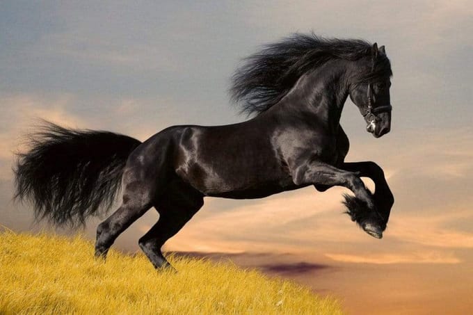 Fotobehang - Horse 375x250cm - Vliesbehang