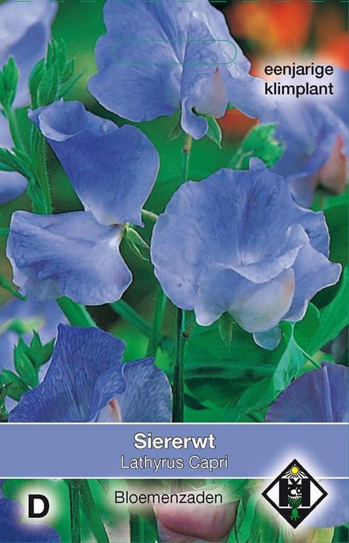 Van Hemert - Geurerwt, Siererwt Capri (Lathyrus odoratus)