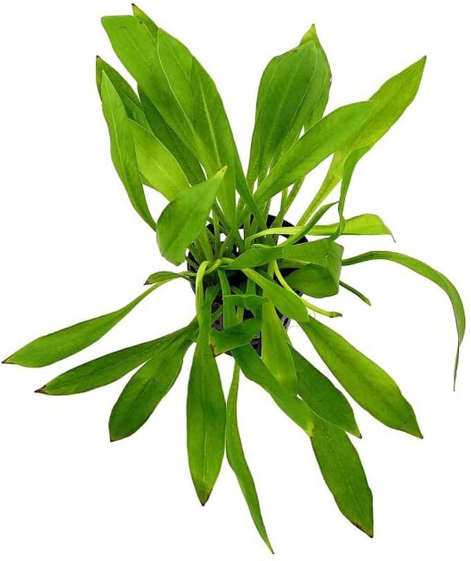 Aquaflora Helanthium Bolivianum Magdalenensis | in 5 cm pot P5 Pot