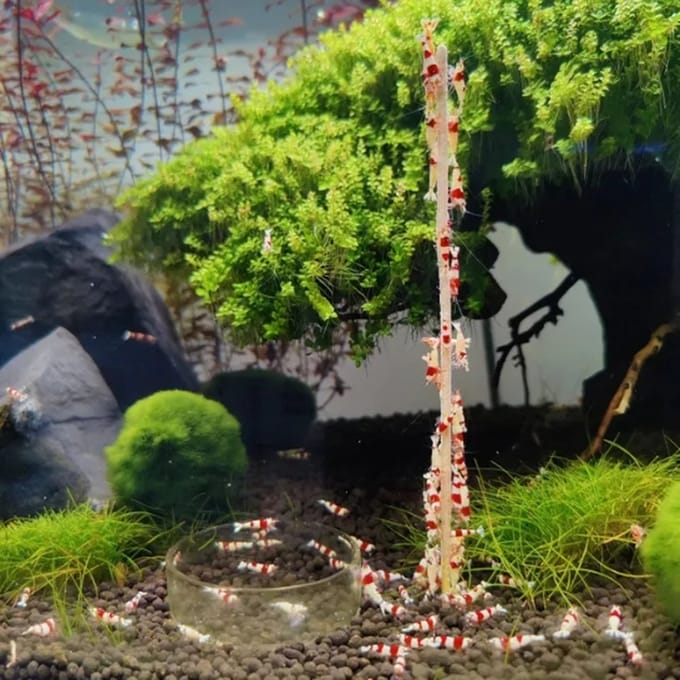 Garnalenlollies - Aquarium - 18 cm - Moerbei - 10 stuks