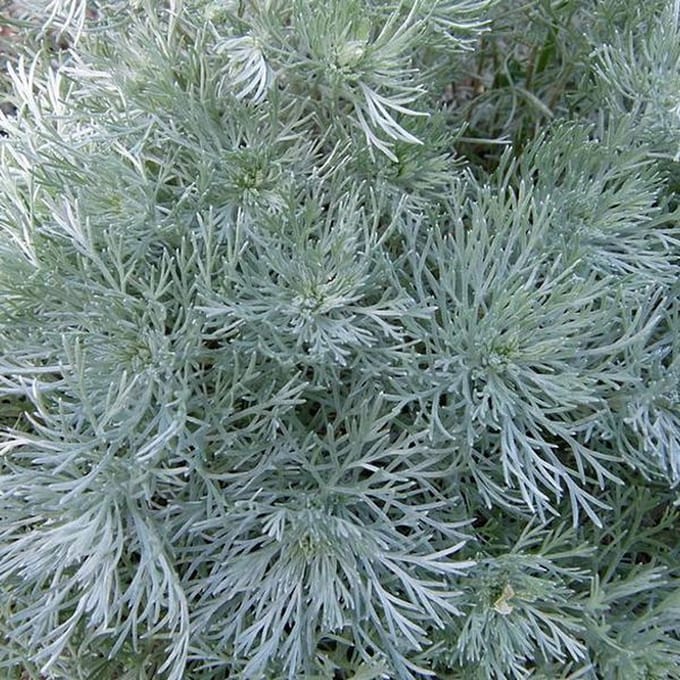6 x  Artemisia schmidtiana 'Nana' - Bijvoet pot 9x9 cm