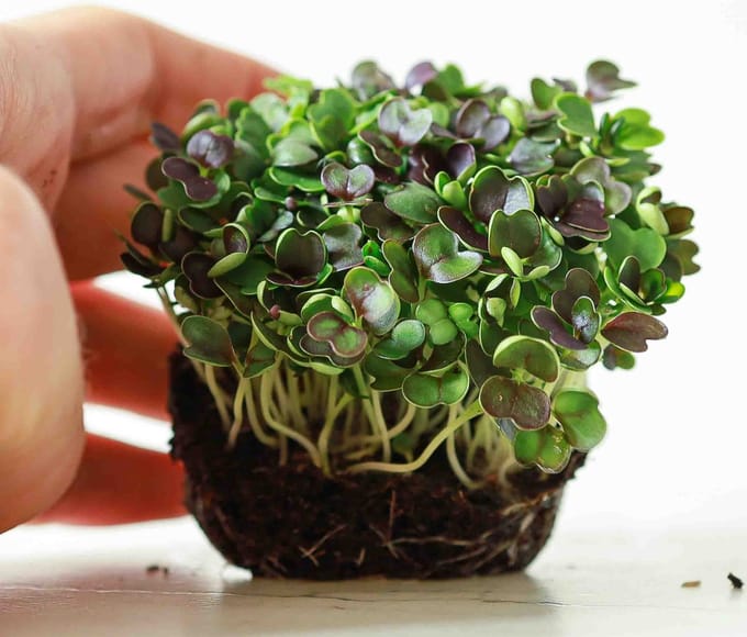 Spruit- Kiemgroente Pak Choi White Stem ca 10 gram