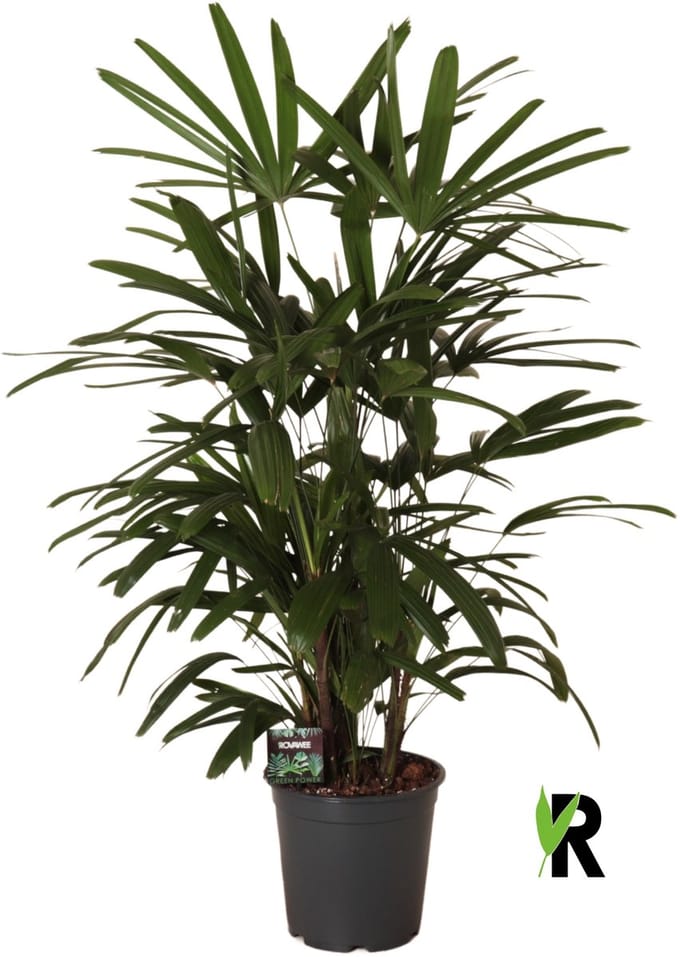 Rhapis excelsa 120 cm - Kamerplant - Potmaat Ø24 cm