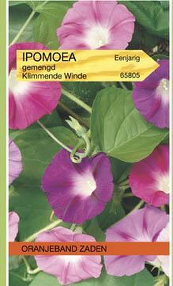 Oranjeband Zaden - Klimmende Winde Mix (Ipomoea tricolor)