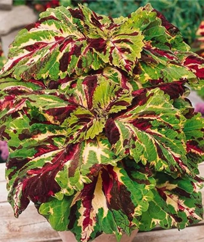 Coleus x blumei Kong Mosaic