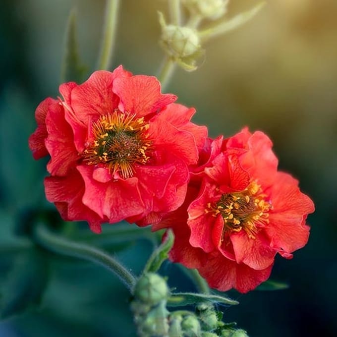 Geum zaden - Mrs. Bradshaw