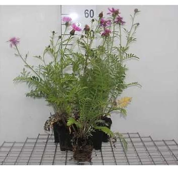 6x Korenbloem - Centaurea dealbata | 9x9 cm pot