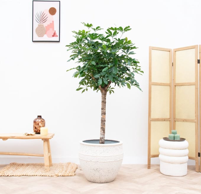 Schefflera op stam - 170cm