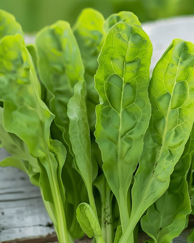 Zuring Zaden Rumex Acetosa Meerjarig Kruid