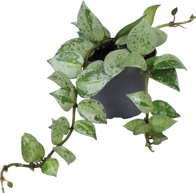 Hoya Krohiana Eskimo - Terrariumplant