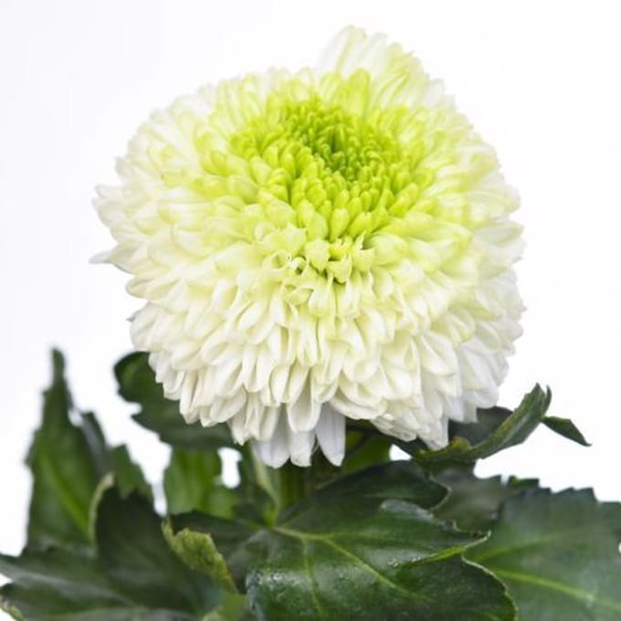 10x Chrysant alibaba 70cm