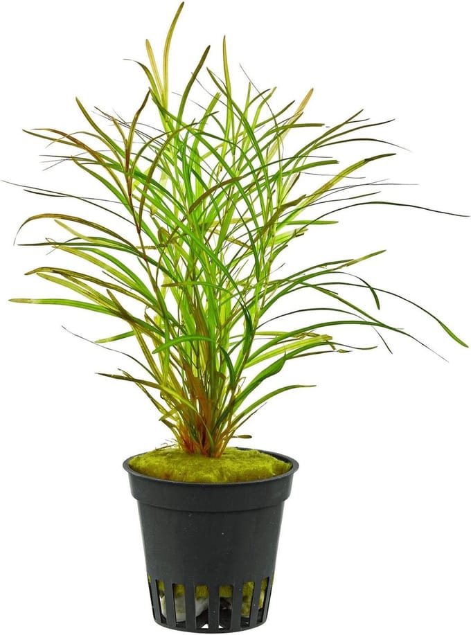 Aquaflora Potamogeton Gayi | in 5 cm pot