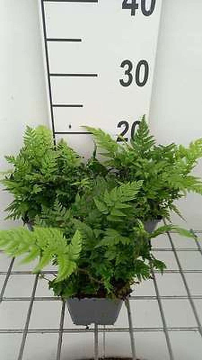 6x Naaldvaren - Polystichum rigens | 9x9 cm pot