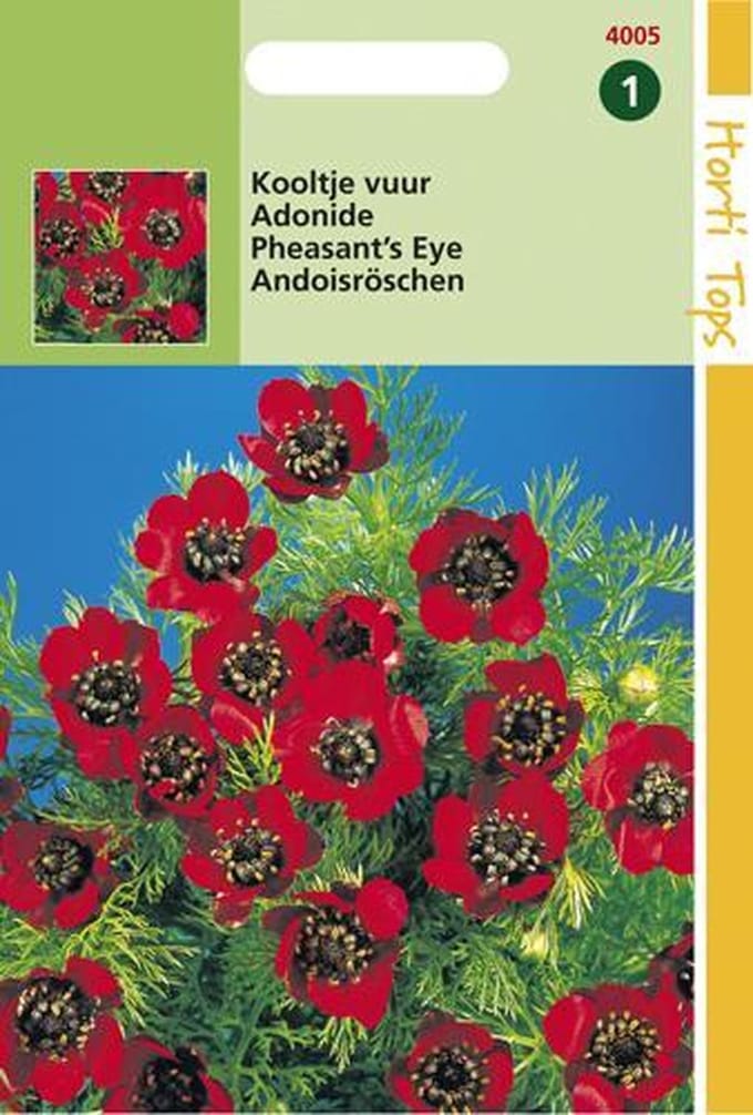 Hortitops Zaden - Adonis Aestivalis Roodbloeiend