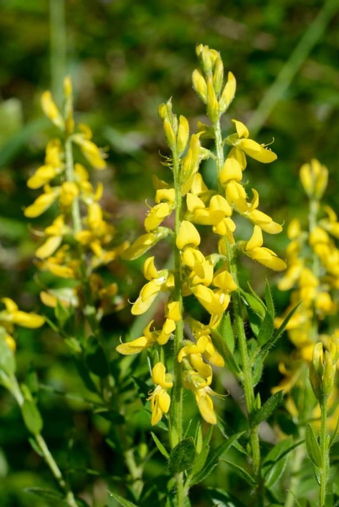 Wilde Duitse brem - (Genista germanica) 60-80cm