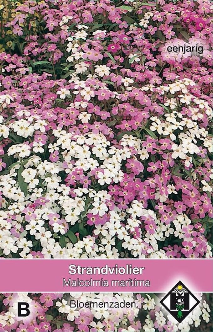 Van Hemert - Strandviolier (Malcolmia maritima)