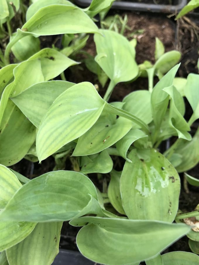6 x Hosta 'Drummer Boy' (Klein) - Hartlelie - P9 Pot (9 x 9cm) - Dima Vaste Planten
