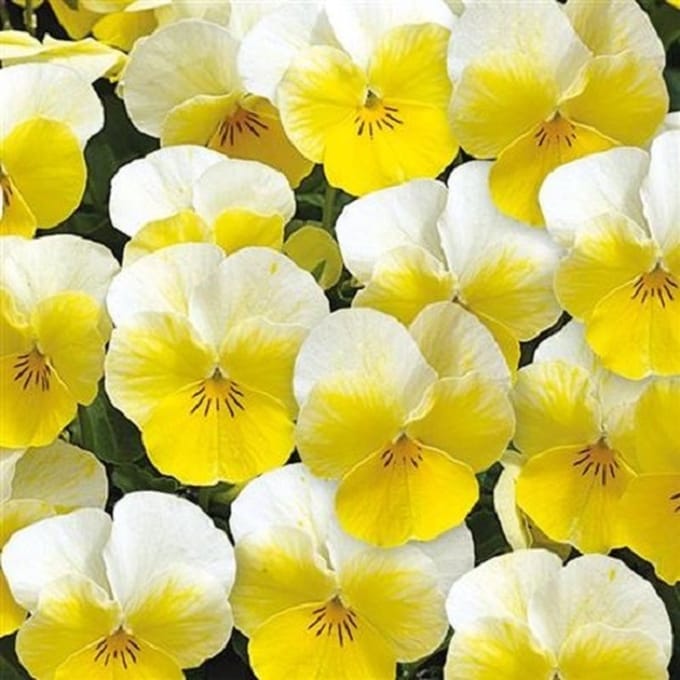Violen Twix Primrose