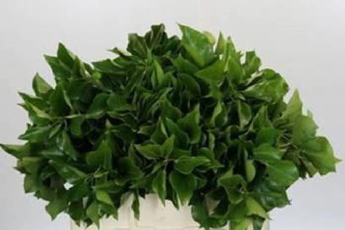 1x Sg hedera aborescens blad nl 40cm