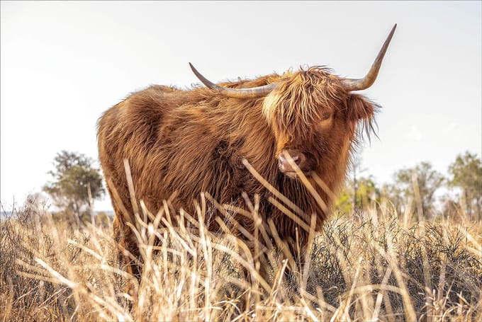 Glasschilderij Hooglander in het veld