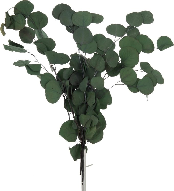 J-line eucalyptus bundel plat gedroogd siertak