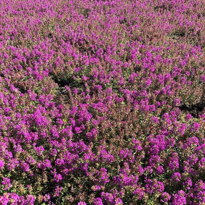 Thymus pr. Purple Beauty - Set van 12 - Kruiptijm - Pot P9 - Paarse Bloem