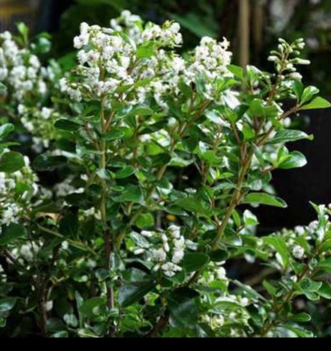 Escallonia hybr. 'Iveyi' - Escallonia 50- 60 cm in pot