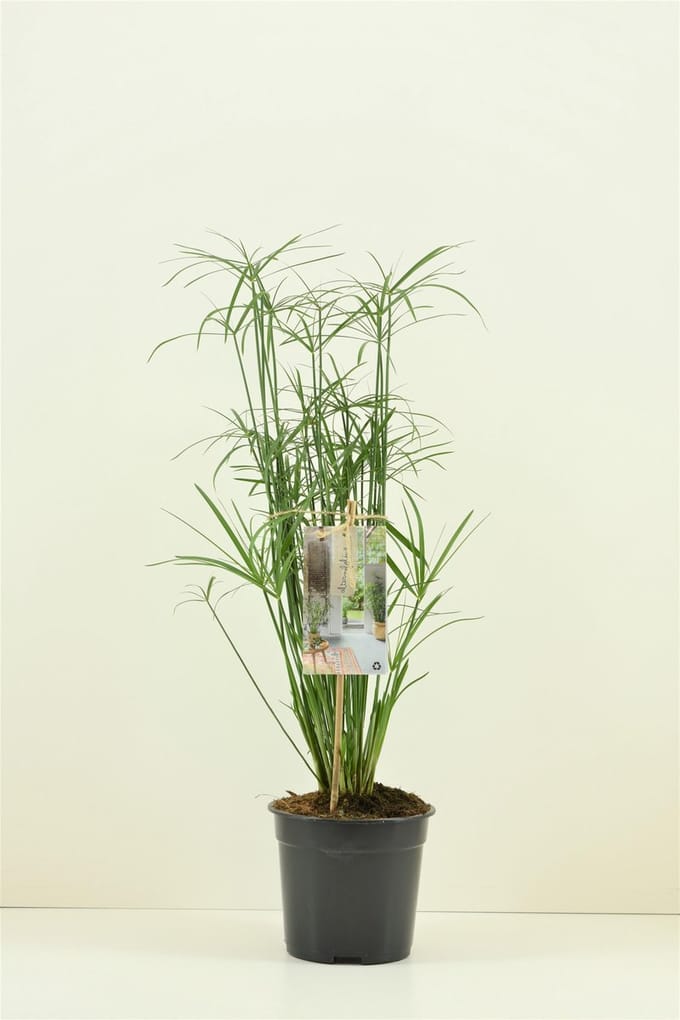 Moerings Cyperus Alternifolius | Papyrus Plant | In 9CM pot