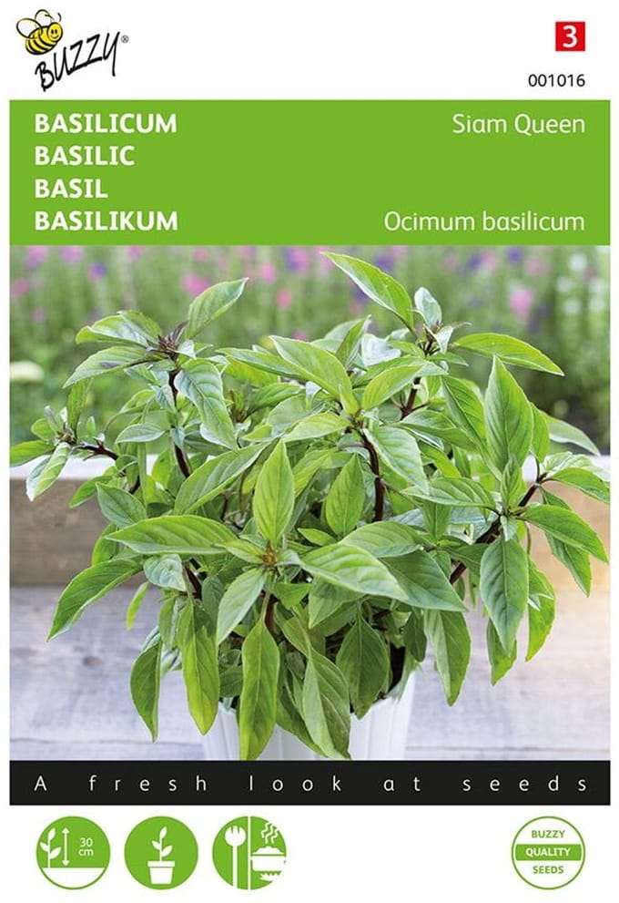 Buzzy® Basilicum Siam Queen