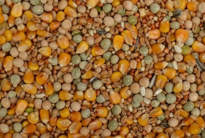 Uniestar Excellent Kweek/Vlieg 20 kg