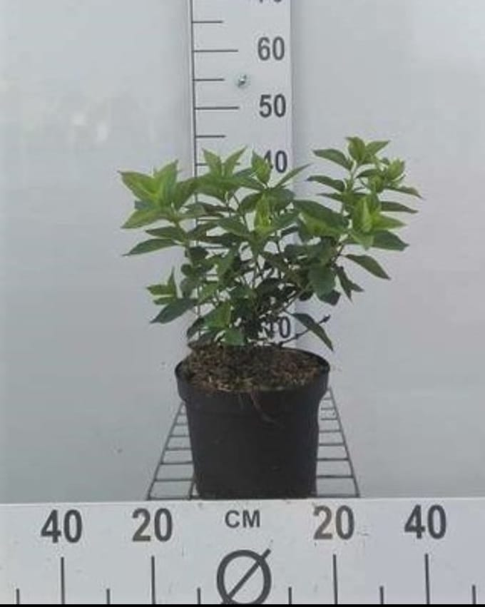 2 x Hydrangea pan. 'Little Lime' ® ('jane') - Pluimhortensia 25- 30 cm in pot