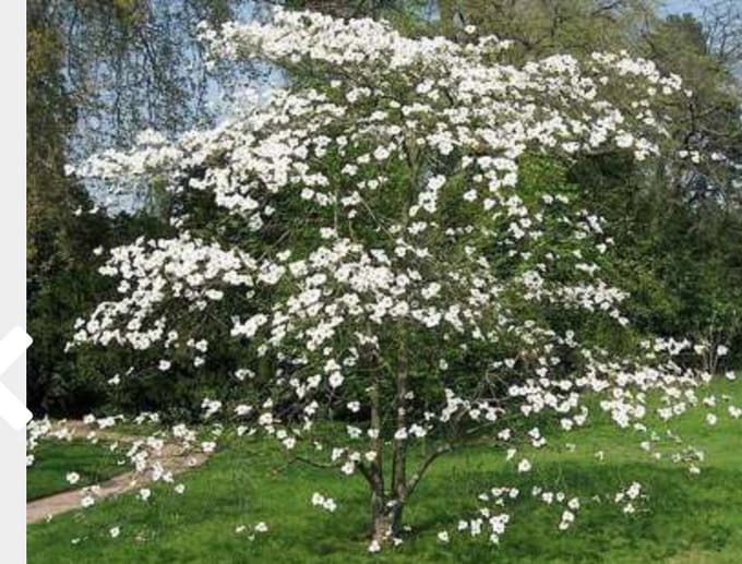 Cornus florida - Amerikaanse Kornoelje 50 - 60 cm in pot