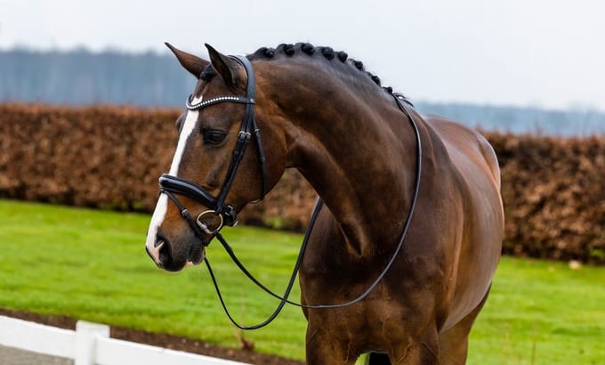 Trust Rotterdam Large Patent Crank Noseband Hoofdstel Cob Zwart/Zilver