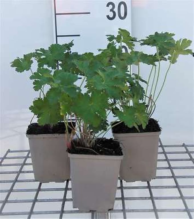 6x Ooievaarsbek - Geranium magnificum | 9x9 cm pot