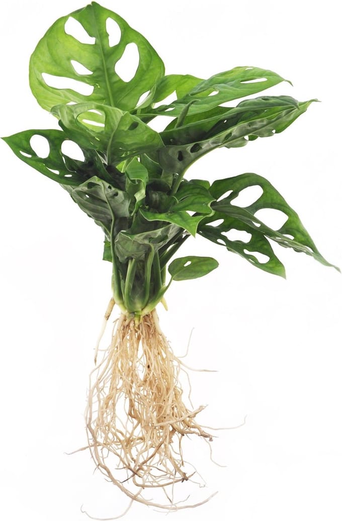 Intenz | Stekje in water | Refill large | Monstera Adansonii | 32cm