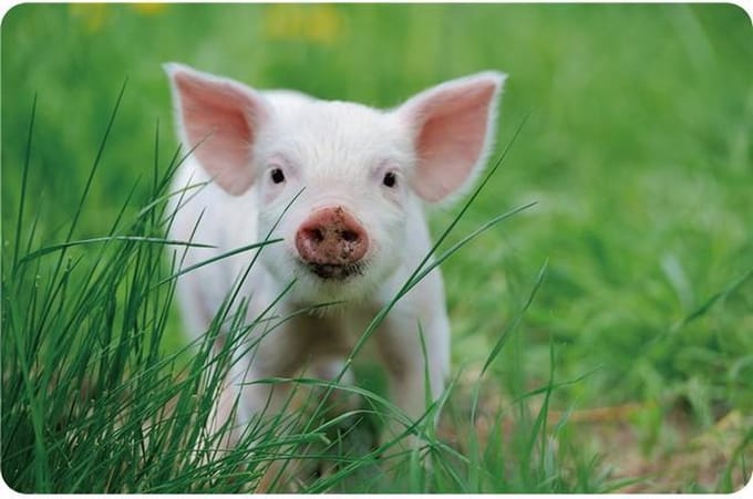 Placemats Set van 4 – Piglet – 28,5x43,5 cm – Kunststof – Afwasbaar – Onderlegger & Tafeldecoratie