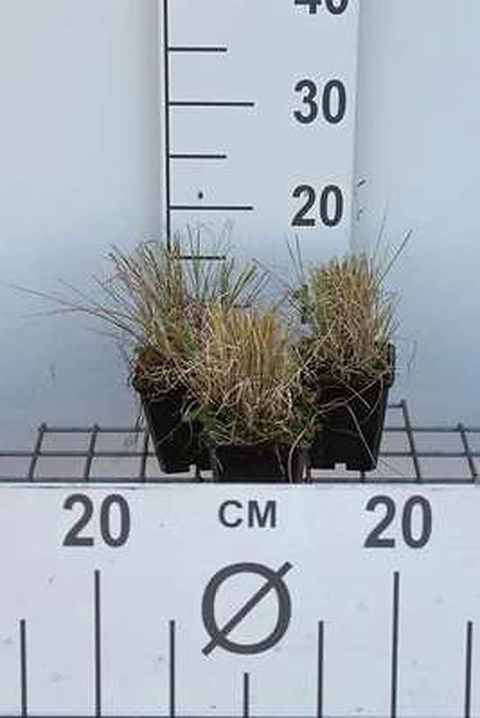 6x Muskietengras - Bouteloua gracilis | 9x9 cm pot