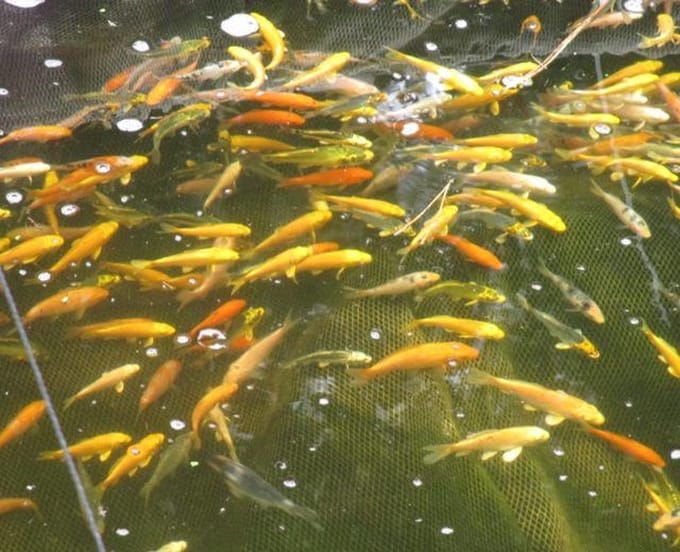 koivoer voor een goede groei 4,5 mm 15 kg