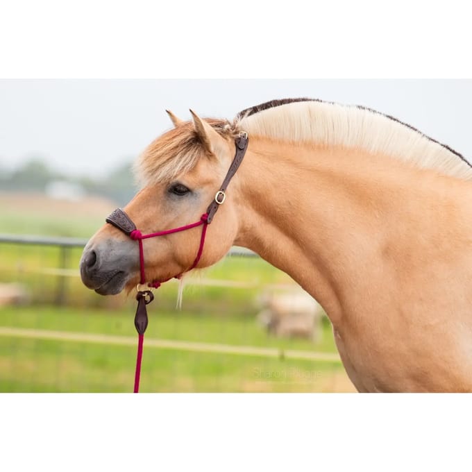 Leren halster voor paarden Edix Saddles Resi